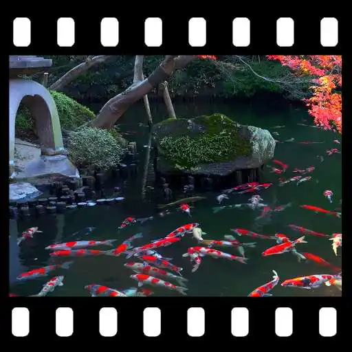 Free play online Japanese Pond with Koi Video Wallpaper APK