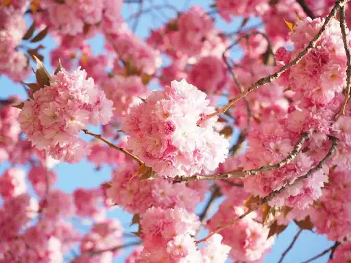 Play Japanese Wallpapers