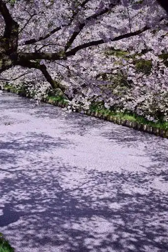 Play Japan Wallpaper HD