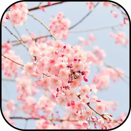 Free play online Japan Wallpapers APK Free play online Japan Wallpapers APK