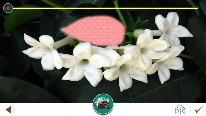 Play Jasmine Flowers Photo Frame