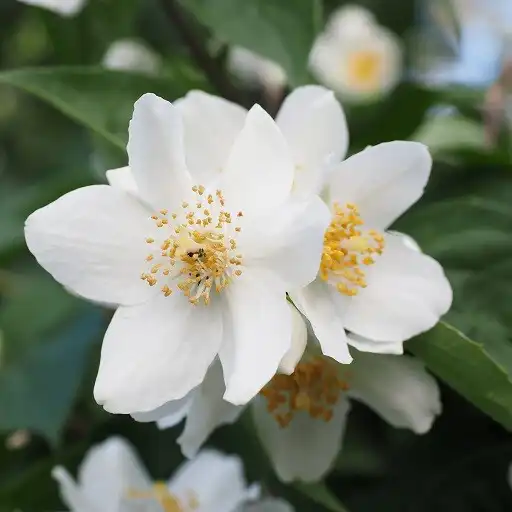 Play Jasmine Flowers Wallpapers APK Play Jasmine Flowers Wallpapers APK