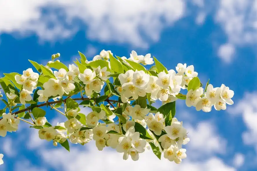 Play Jasmine Flowers Wallpapers  and enjoy Jasmine Flowers Wallpapers with UptoPlay