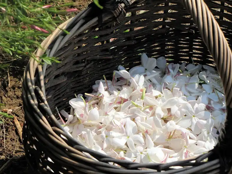 Play Jasmine Flowers Wallpapers as an online game Jasmine Flowers Wallpapers with UptoPlay