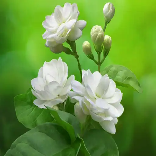 Play Jasmine Wallpaper APK Play Jasmine Wallpaper APK