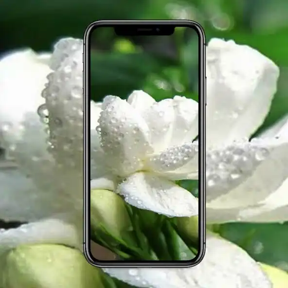 Play Jasmine Wallpaper  and enjoy Jasmine Wallpaper with UptoPlay