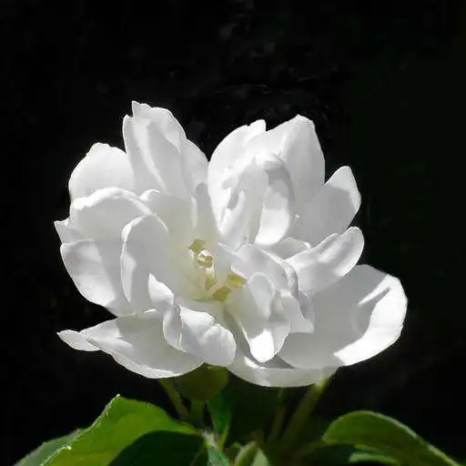 Play Jasmine Wallpapers APK