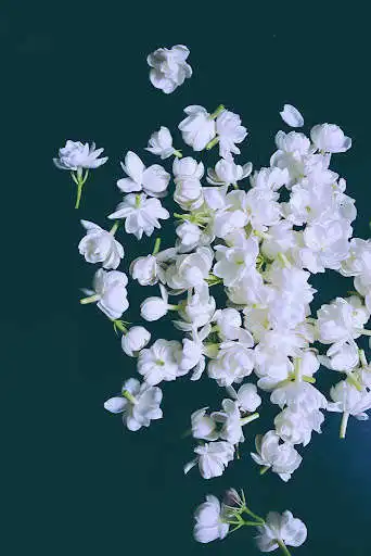 Play Jasmine Wallpapers  and enjoy Jasmine Wallpapers with UptoPlay
