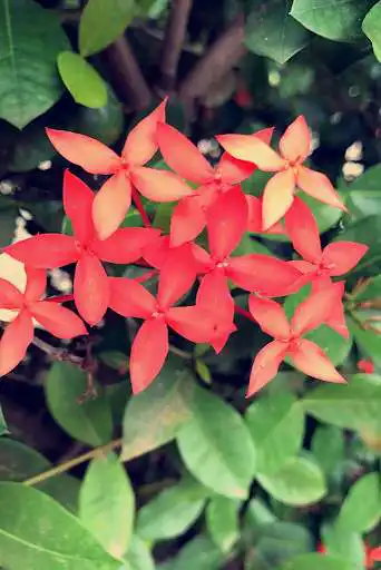 Play Jasmine Wallpapers as an online game Jasmine Wallpapers with UptoPlay