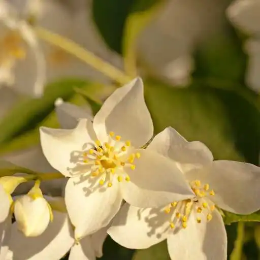 Play Jasmin flower Wallpaper APK