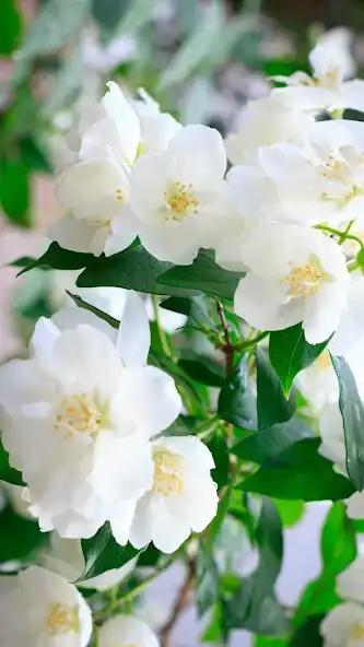 Play Jasmin flower Wallpaper and enjoy Jasmin flower Wallpaper with UptoPlay Play Jasmin flower Wallpaper and enjoy Jasmin flower Wallpaper with UptoPlay