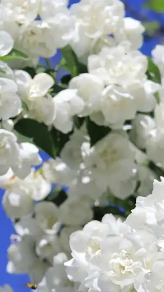 Play Jasmin flower Wallpaper as an online game online Jasmin flower Wallpaper with UptoPlay Play Jasmin flower Wallpaper as an online game Jasmin flower Wallpaper with UptoPlay