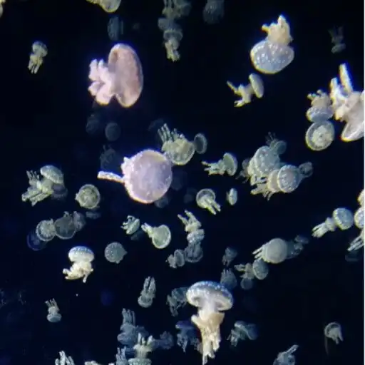 Play Jellyfishes 3d Wallpaper Pro APK Play Jellyfishes 3d Wallpaper Pro APK