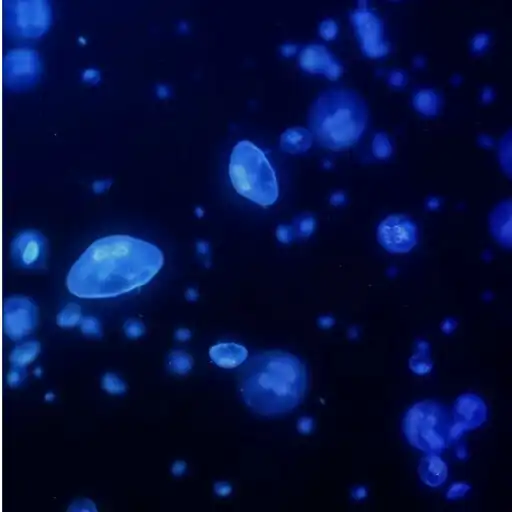Play Jellyfish Live Wallpaper Pro APK Play Jellyfish Live Wallpaper Pro APK