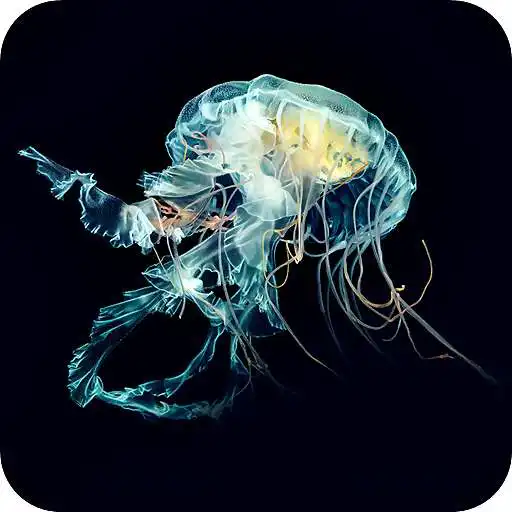 Play Jellyfish Wallpaper - HD Background APK Play Jellyfish Wallpaper - HD Background APK