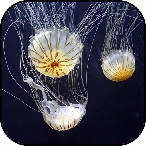 Play Jellyfish Wallpapers APK