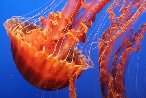 Play Jellyfish Wallpapers  and enjoy Jellyfish Wallpapers with UptoPlay