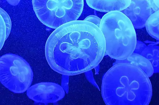 Play Jellyfish Wallpapers as an online game Jellyfish Wallpapers with UptoPlay