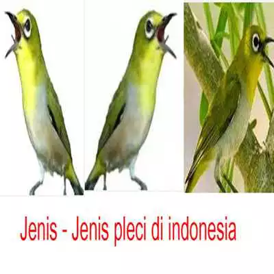 Play Jenis - Jenis Burung Pleci