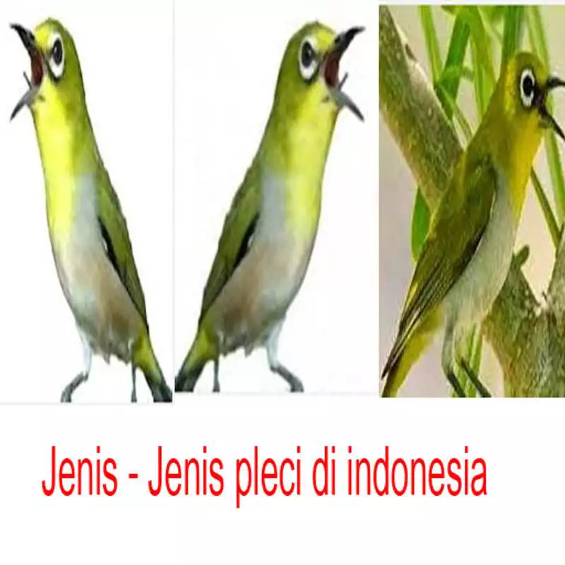 Play Jenis - Jenis Burung Pleci
