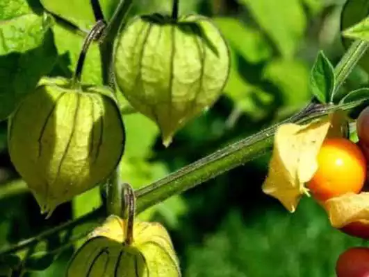 Play Jenis Tanaman Obat Herbal Lengkap  Dari A- Z