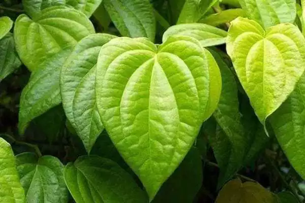 Play Jenis Tanaman Obat Herbal Lengkap  Dari A- Z