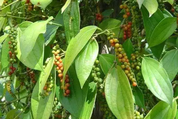 Play Jenis Tanaman Obat Herbal Lengkap  Dari A- Z