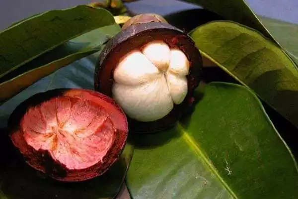 Play Jenis Tanaman Obat Herbal Lengkap  Dari A- Z