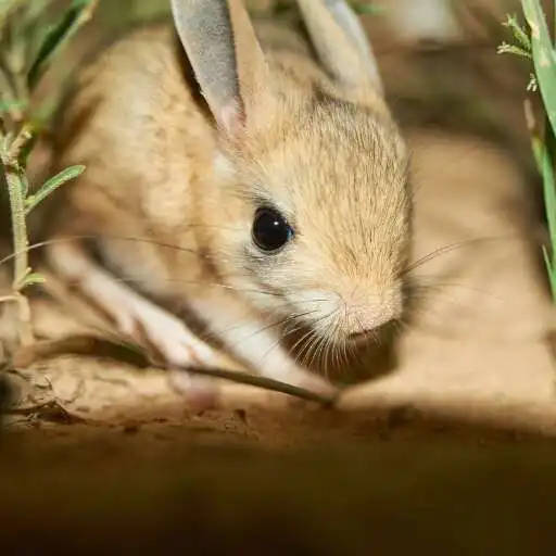 Play Jerboas Wallpaper APK