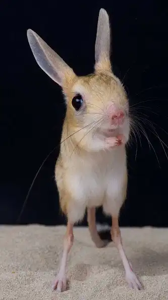 Play Jerboas Wallpaper  and enjoy Jerboas Wallpaper with UptoPlay