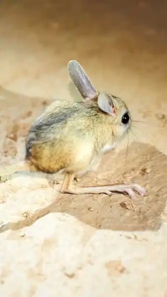 Play Jerboas Wallpaper as an online game Jerboas Wallpaper with UptoPlay