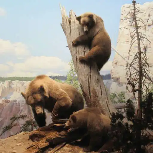Free play online Jigsaw Puzzle: Animals APK