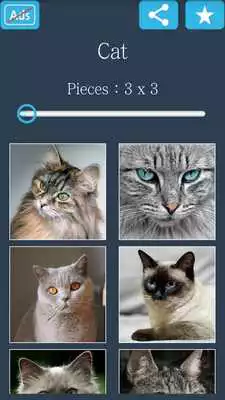 Play Jigsaw Puzzle: Cat