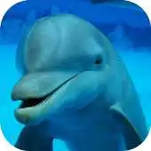 Free play online Jigsaw Puzzle - Dolphins APK Free play online Jigsaw Puzzle - Dolphins APK