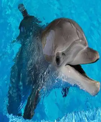 Play Jigsaw Puzzle - Dolphins