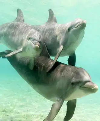 Play Jigsaw Puzzle - Dolphins