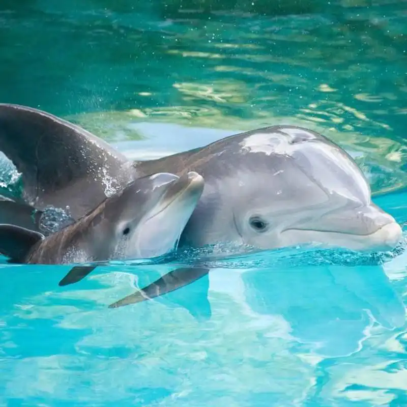Play Jigsaw Puzzle - Dolphins