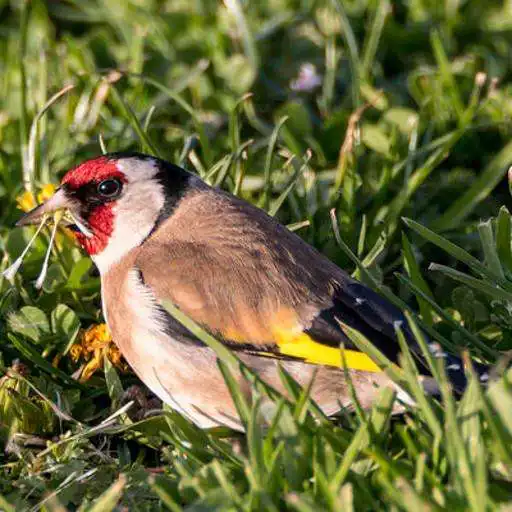 Play Jilguero Canto APK