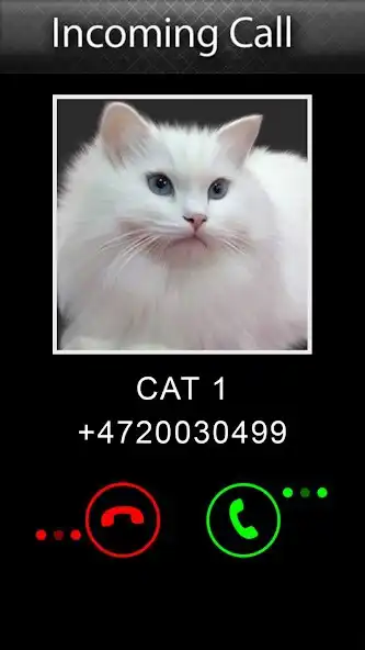 Play Joke Video Call to Cat as an online game Joke Video Call to Cat with UptoPlay