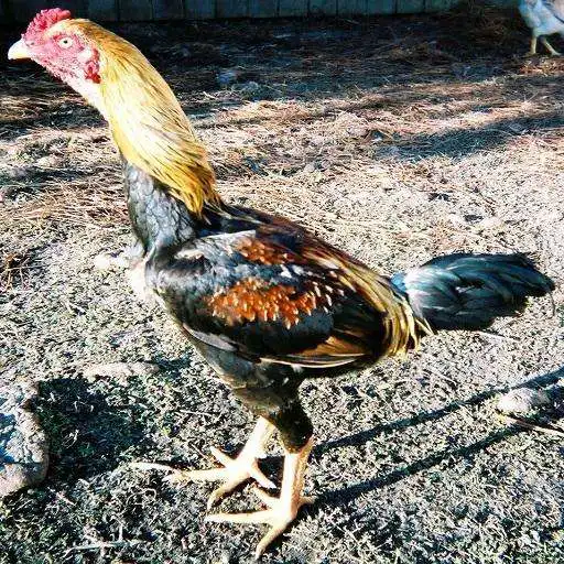 Free play online Jungle Fowl Sound APK Free play online Jungle Fowl Sound APK