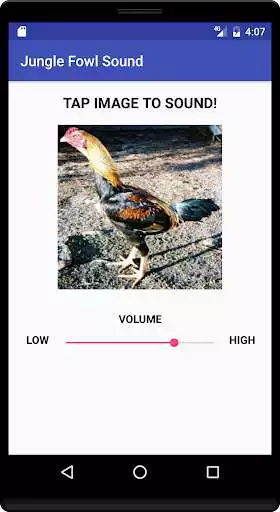Play Jungle Fowl Sound
