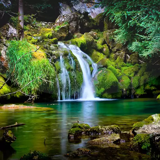 Free play online Jungle Live Wallpaper  APK
