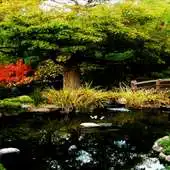 Free play online Jungle Pond Live Wallpaper APK