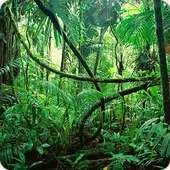 Free play online Jungle Relax Sounds Ringtone APK