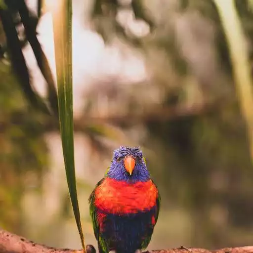 Play Kacer Birds Sounds APK Play Kacer Birds Sounds APK