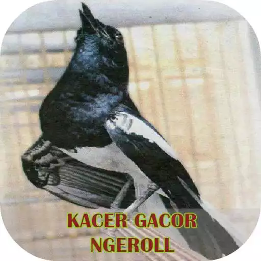 Play Kacer Gacor Ngeroll APK