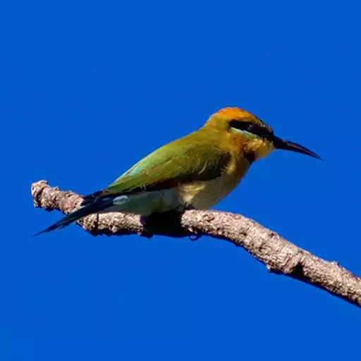 Play Kakadu Birds APK