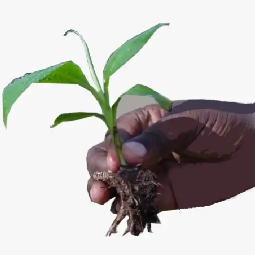 Play KALRO KilimoBora APK