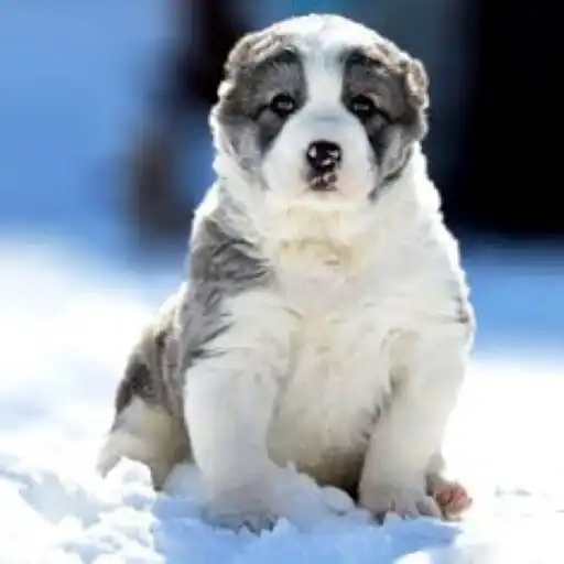 Play Kangal Dog Wallpaper 2023 HD APK