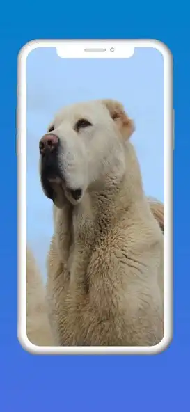 Play Kangal Dog Wallpaper 2023 HD  and enjoy Kangal Dog Wallpaper 2023 HD with UptoPlay